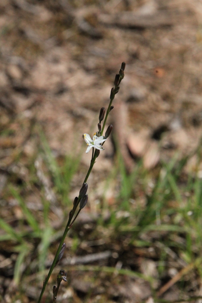 Pale Grass-Lily 1