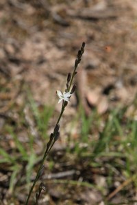 Pale Grass-Lily 1