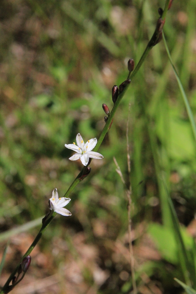 Pale Grass-Lily 2