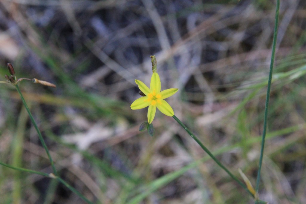 Yellow Rush-lily (Tricoryne&nbsp;elatior)