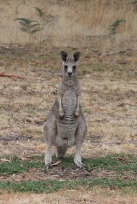 Young Male Joey