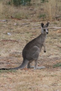 Young Male Joey