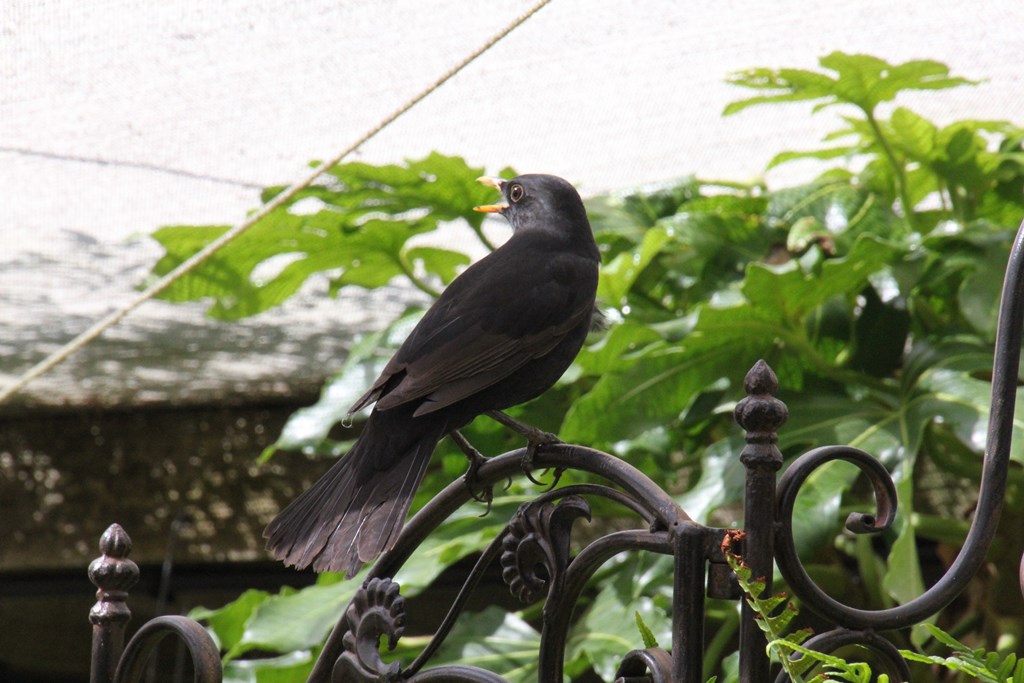 Male Blackbird