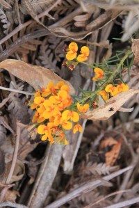 Bushy Parrot-pea (Dillwynia ramosissima)