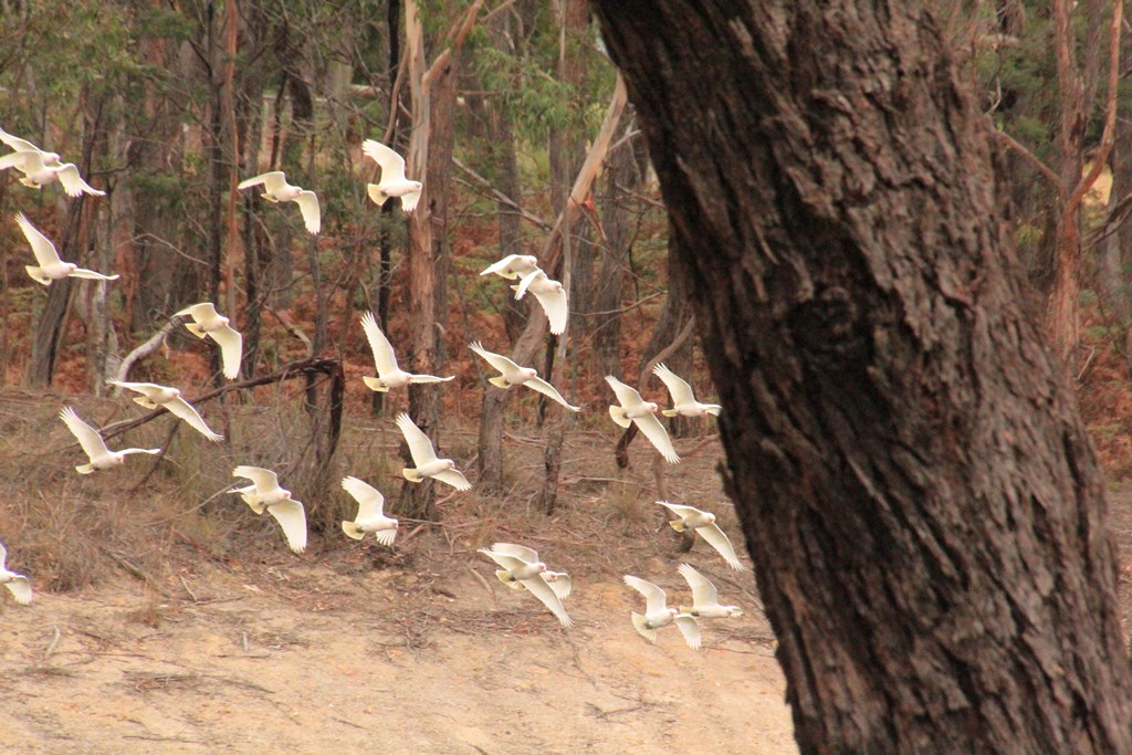 Long-Billed Corella Flocks