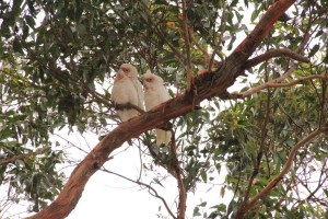 A Pair of Long-Billed Corella