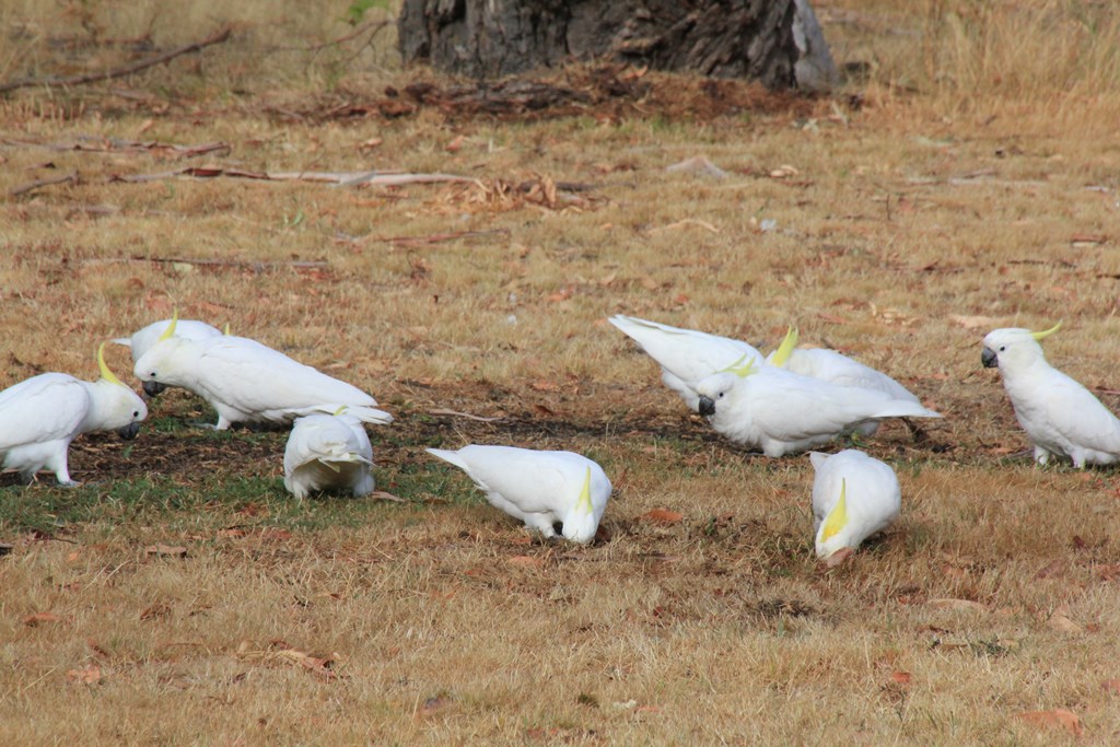 Digging Cockatoos