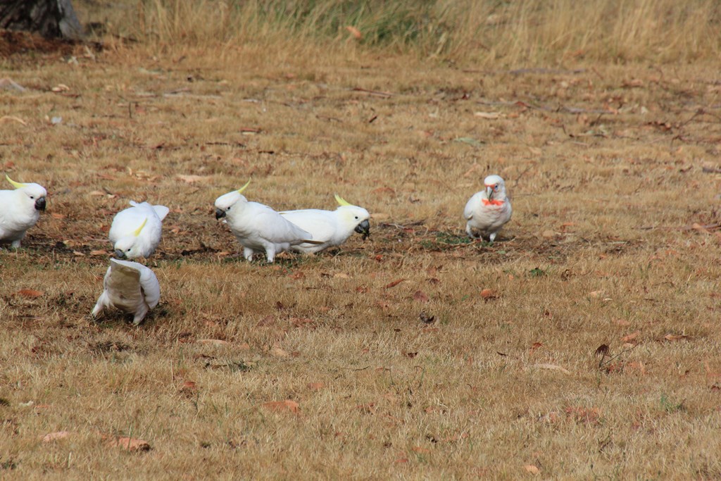 Corella with Cockatoos