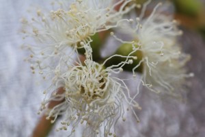Eucalyptus Flowers