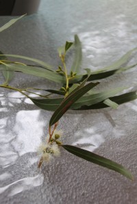 Leaves, buds and flowers