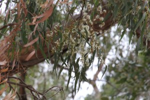 Eucalyptus Tree in Flower