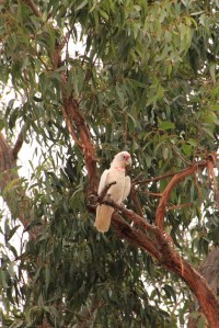 Corella