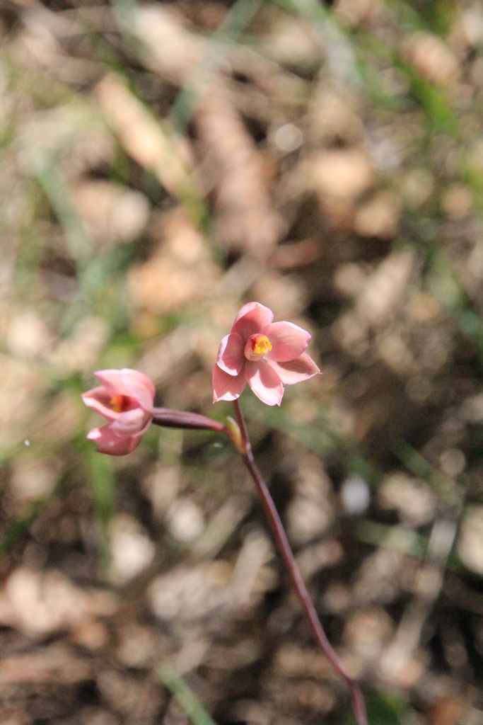 Opening Salmon Sun-Orchid