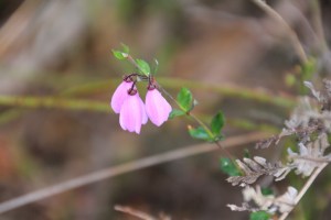 Pink Eye (Tetratheca Ciliata)