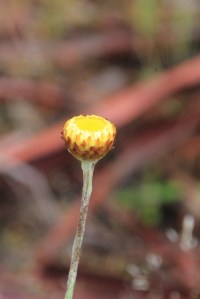 Button Everlasting 1