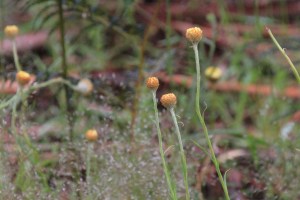 Button Everlasting 2