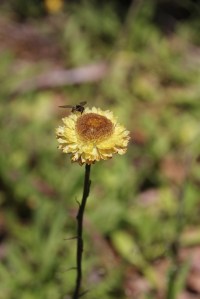 Button Everlasting 4