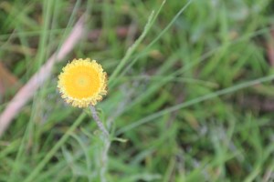 Button Everlasting 5