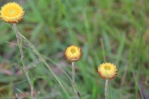 Button Everlasting 6