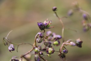 Black Anthered Flax-Lily Berries