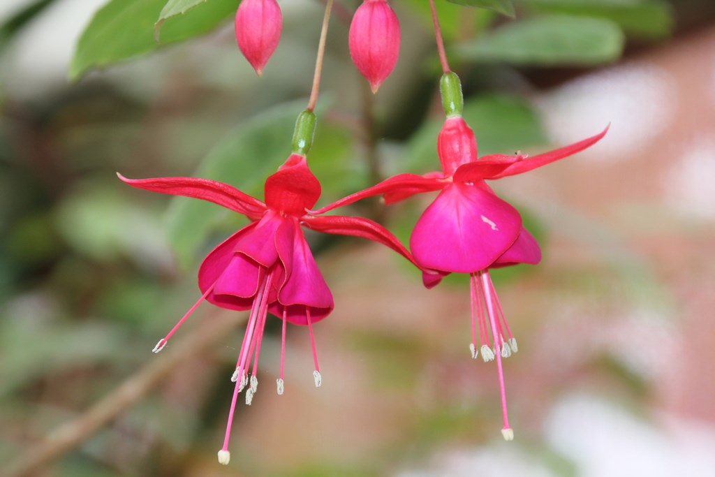 Fuchsia