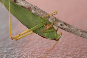 Close up: Gum Leaf Katydid