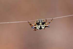 Jewell Spider 1