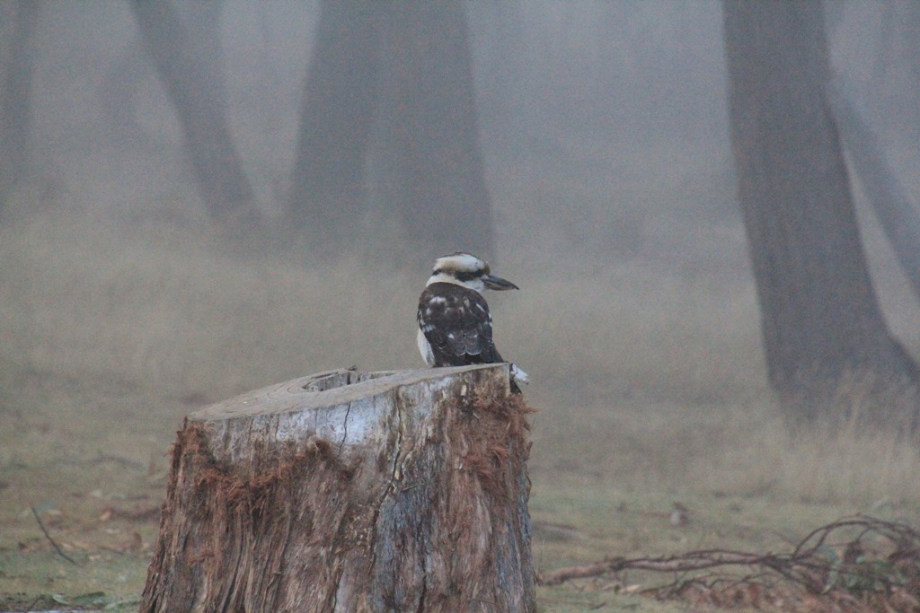 Kookie on a Foggy&nbsp;Morning