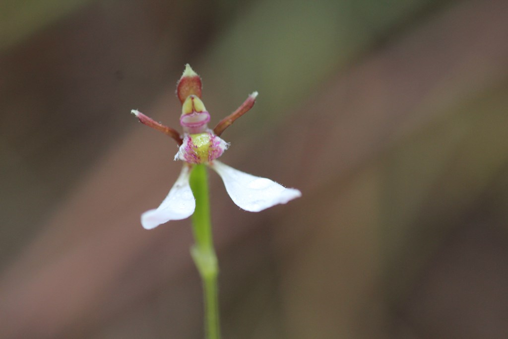 Parsons Bands Orchid