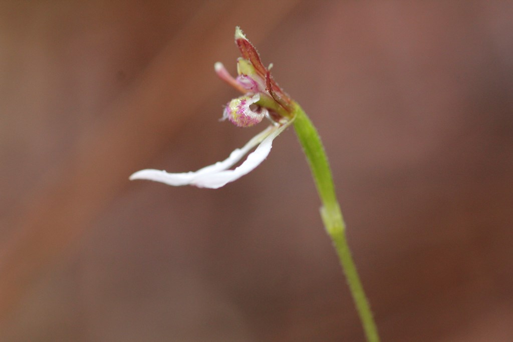 Side View - Parsons Bands