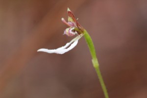 Side View - Parsons Bands