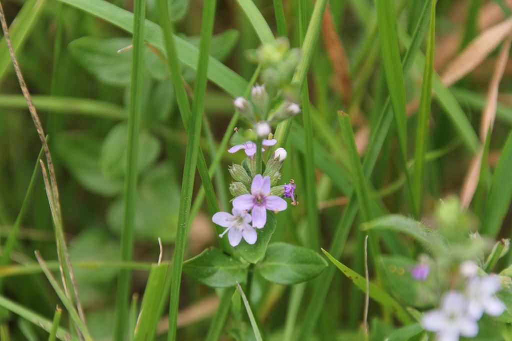 Slender Mint (Mentha&nbsp;diemenica)