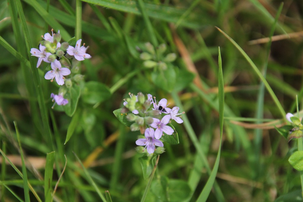 Slender Mint Leaves
