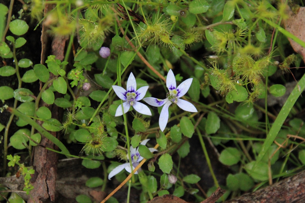 Swamp Isotome (Isotoma fluviatilis subsp.&nbsp;australis)