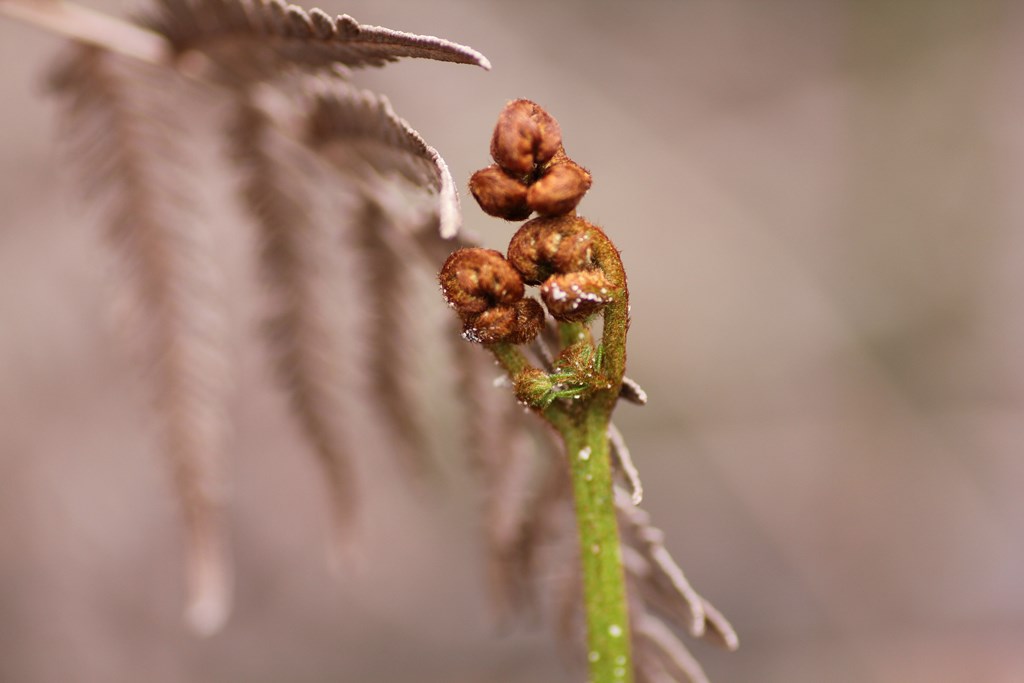 Bracken Unfurling