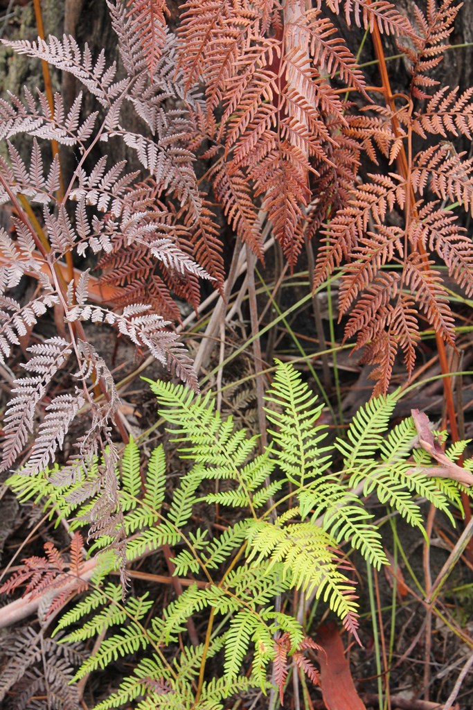 Austral Bracken (Pteridium&nbsp;esculentum)