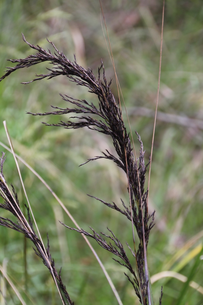 Gahnia Seed head