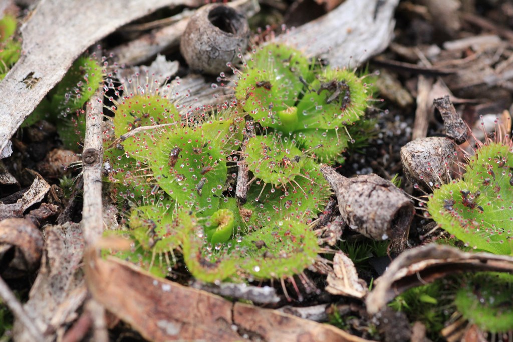 Scented Sundew Leaves 1