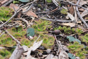 Scented Sundew Leaves 2