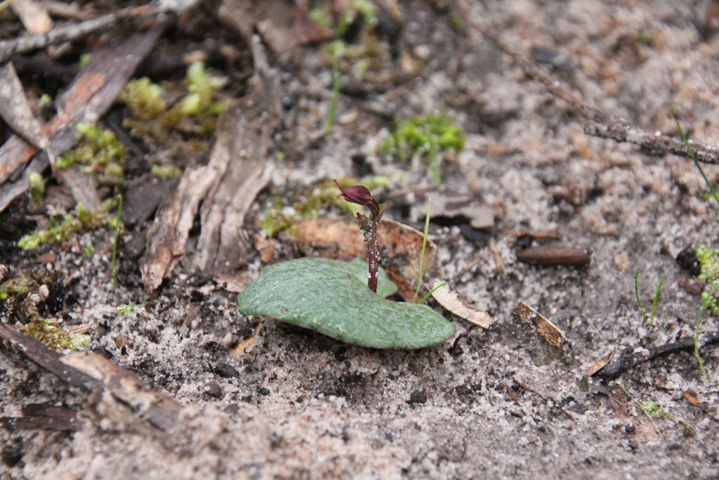 Small Mosquito Orchid bud