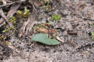 Small Mosquito Orchid bud