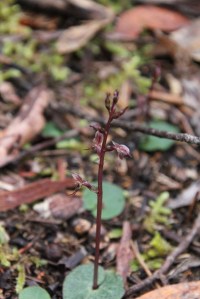 Small Mosquito Orchid Flowers