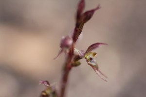 Small Mosquito Orchid Detail