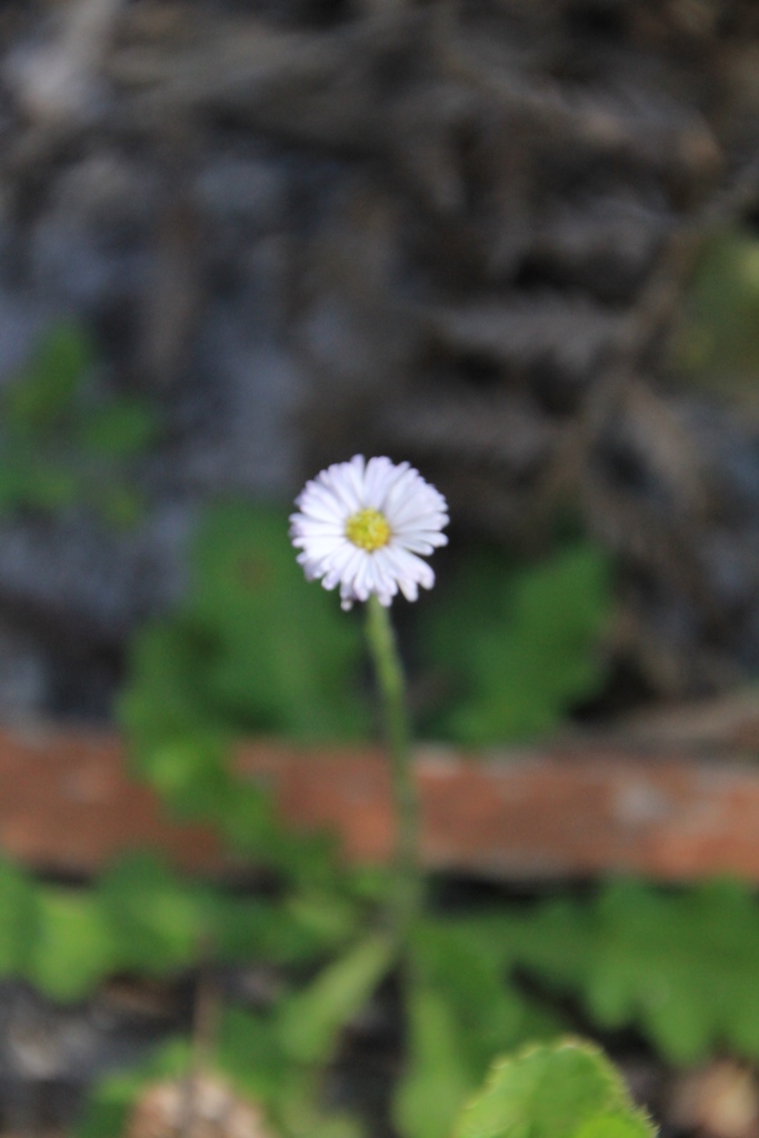 Common Bottle-daisy 3