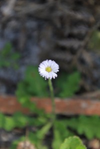 Common Bottle-daisy 3