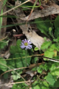 Common Bottle-daisy 2