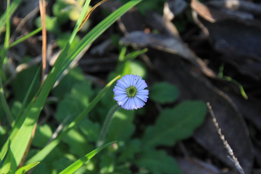 Common Bottle-daisy 1