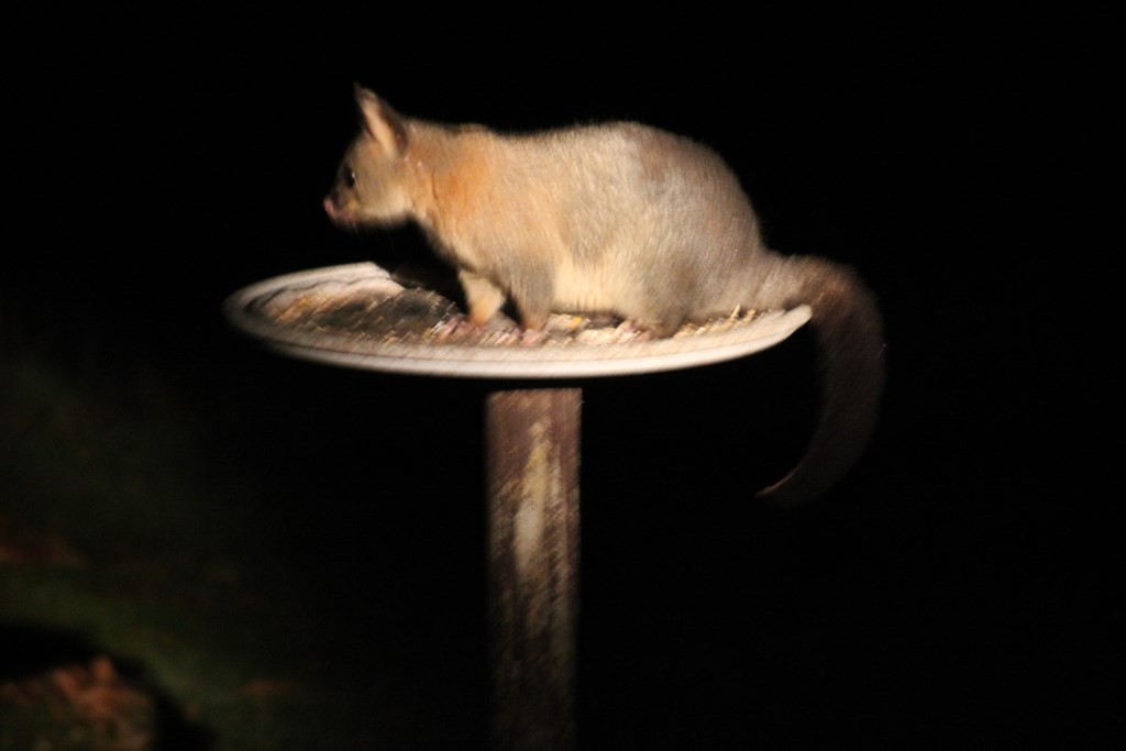 Brushtail Possum by torchlight