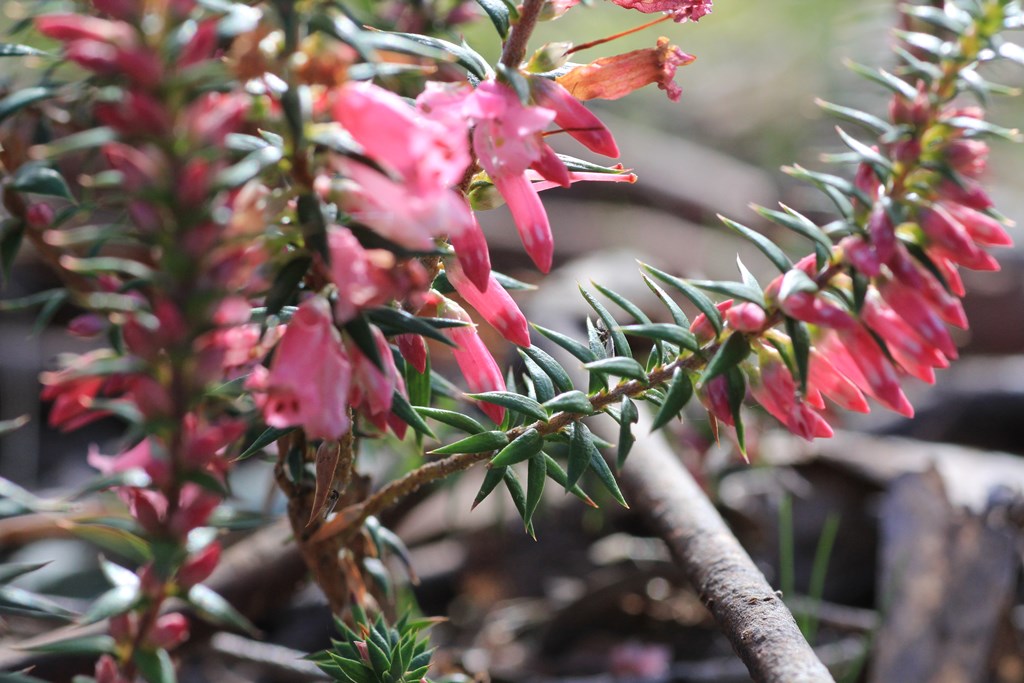 Common Heath Leaves