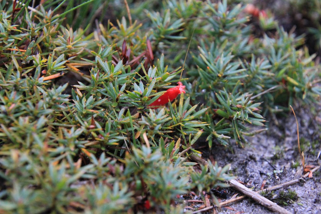 Cranberry Heath (Astroloma&nbsp;humifusum)